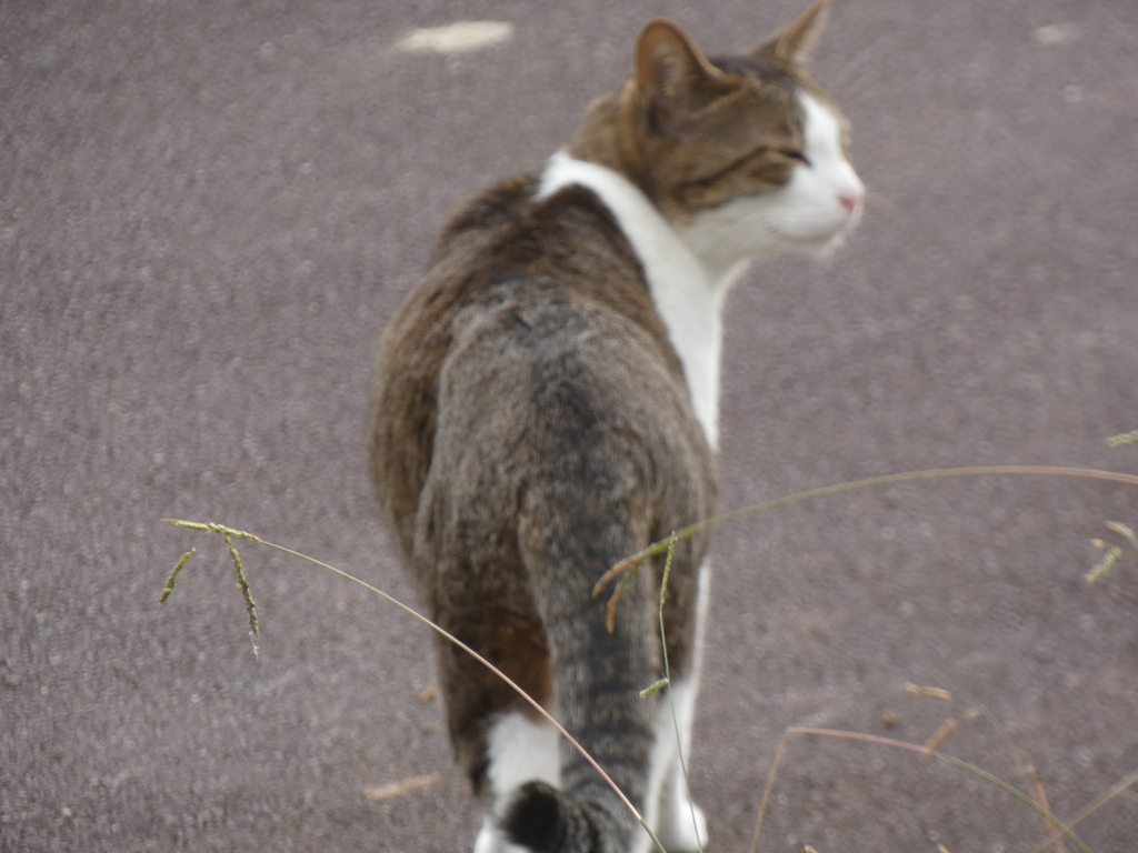 桜木ワンドのねこ