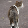 桜木ワンドのねこ