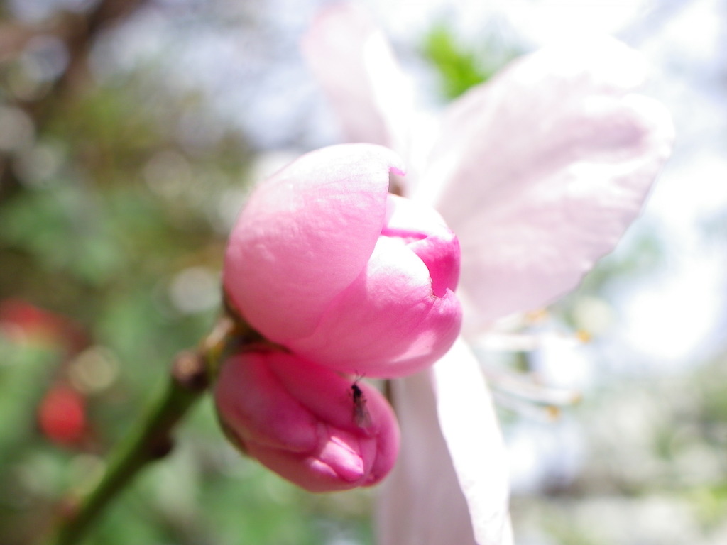 アーモンドの花蕾