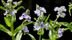 荒川堤の河原のオオカワジシャ