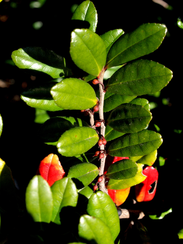桜木ワンドのハマヒサカキの赤が混じる葉