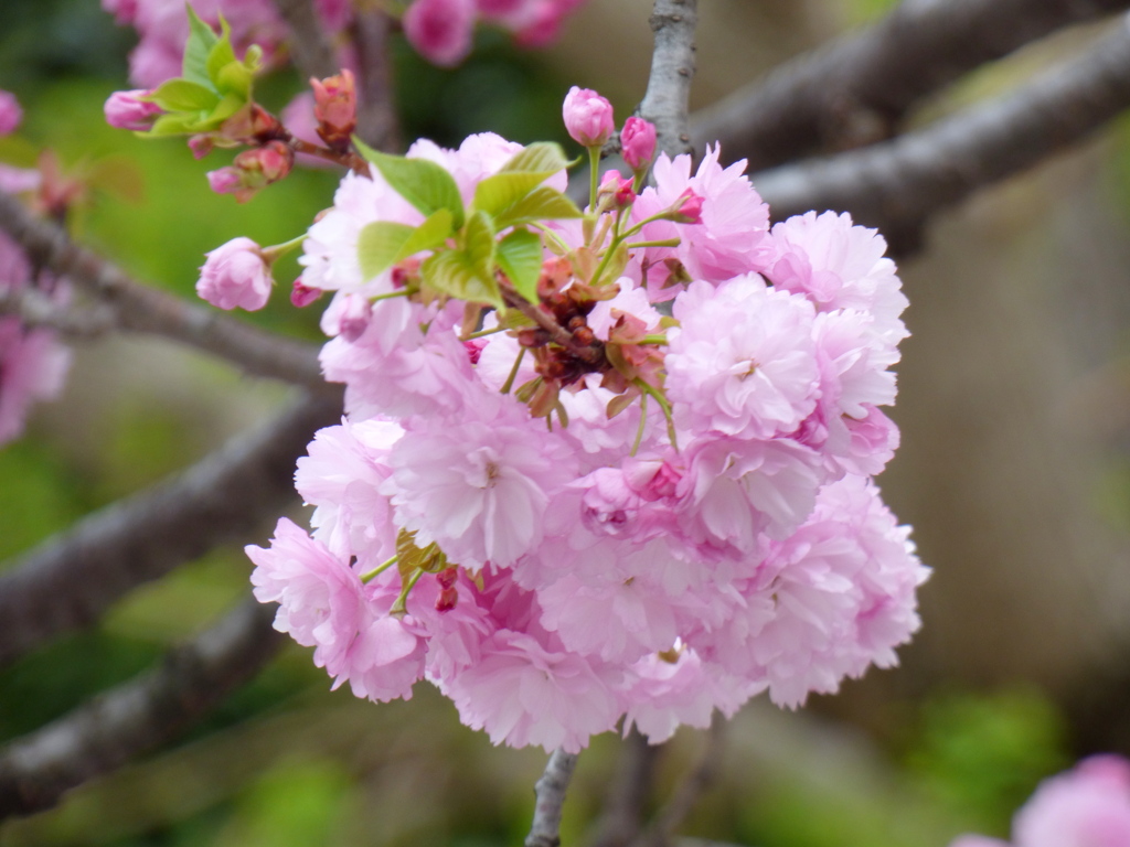 これもまり状になる、虎の尾桜