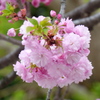 これもまり状になる、虎の尾桜