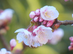 寒になると咲くカンザクラ