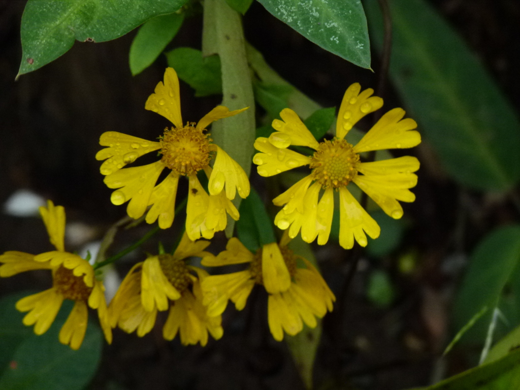 向島百果園の団子菊