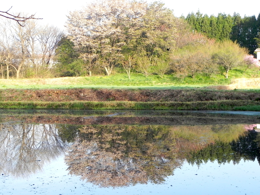 三春へ向かう途中の沼の春早朝の風景
