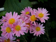 ぴんくのこぎく