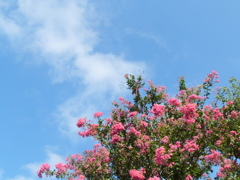 サルスベリと夏の雲