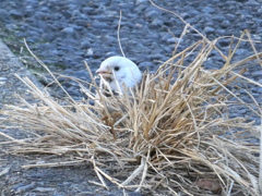 道端の草の影で頭の白いスズメ