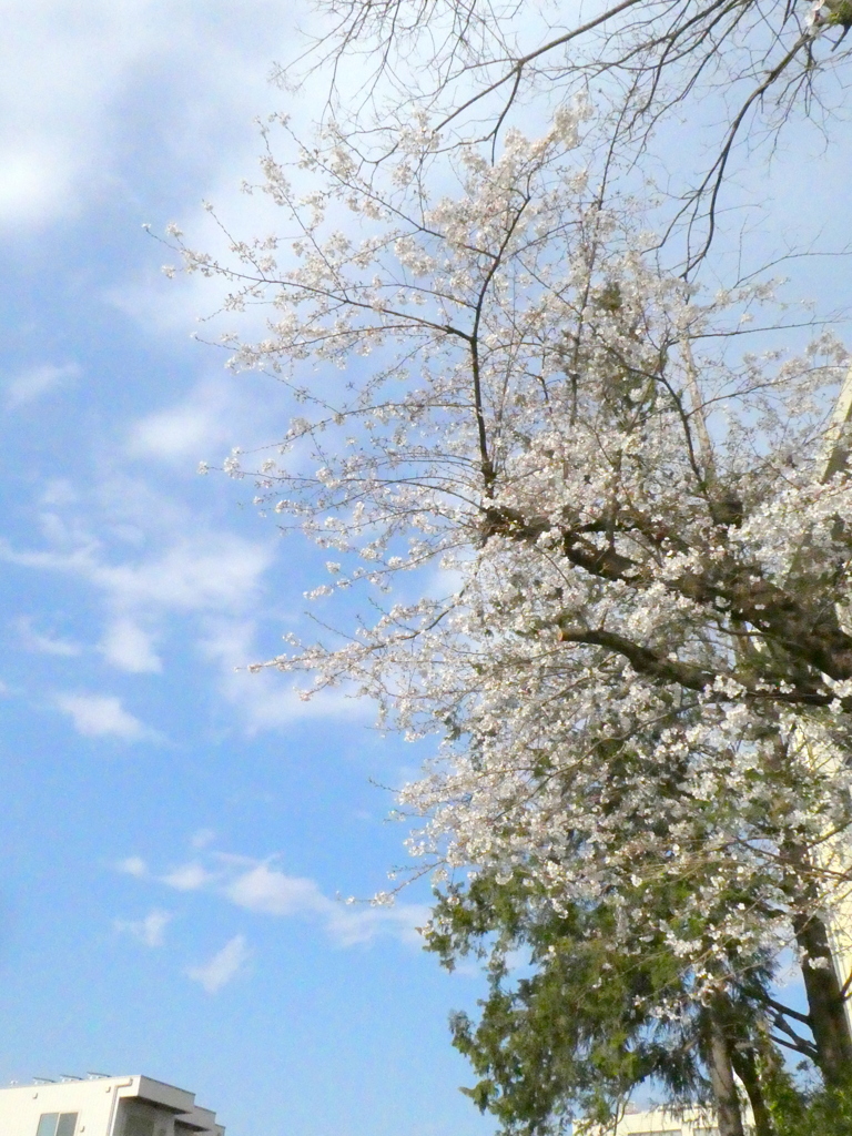 JR鶯谷駅の坂の忍ケ丘のソメイヨシノと春の雲