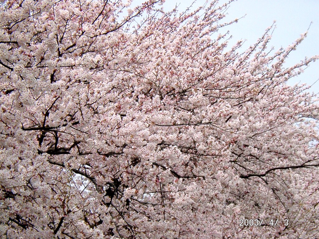 隅田川沿いの今戸のソメイヨシノ