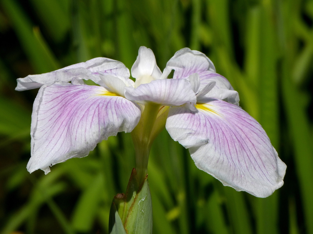 堀切菖蒲園の花菖蒲・賀茂川(かもがわ）