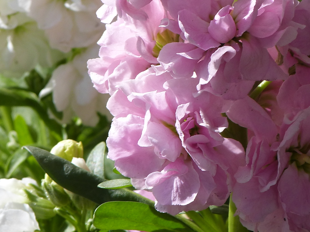 ピンクの八重ストックと