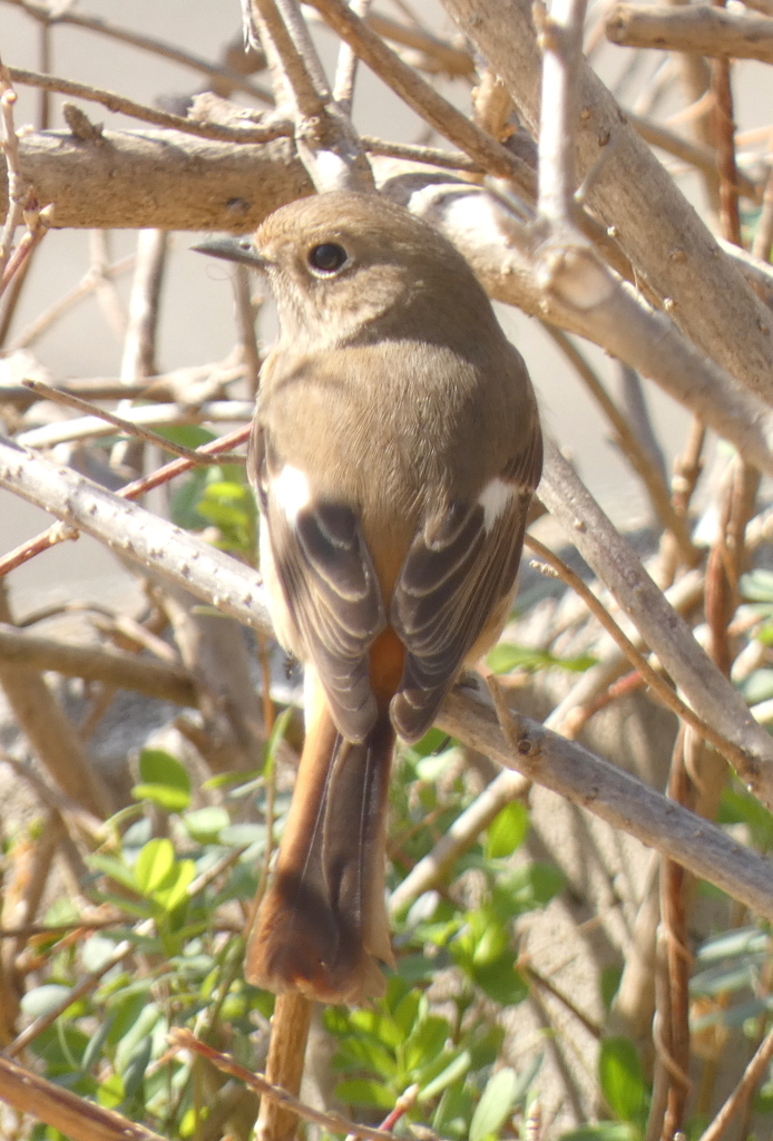 春告げ鳥、ジョウビタキ