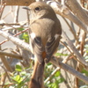 春告げ鳥、ジョウビタキ