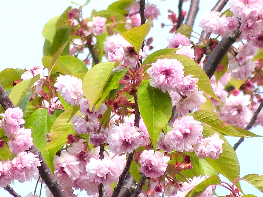 南千住汐入の菊桜のバイゴジジュズカケ桜