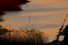 荒川のワンドのヨシの映える夕景