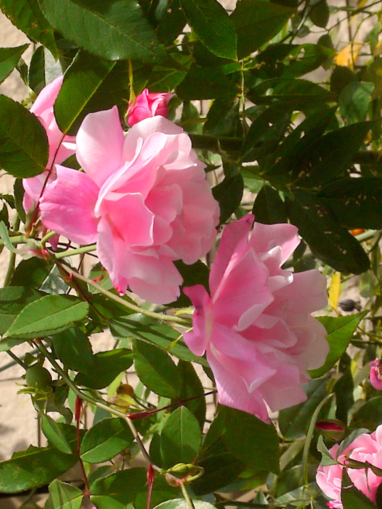 好きな薔薇の画像