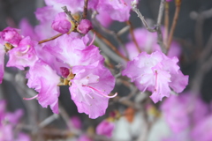 疎開通りのゲンかイツツジ