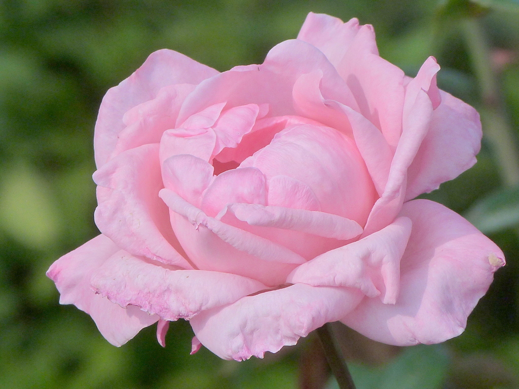 24荒川自然公園のピンクの秋薔薇