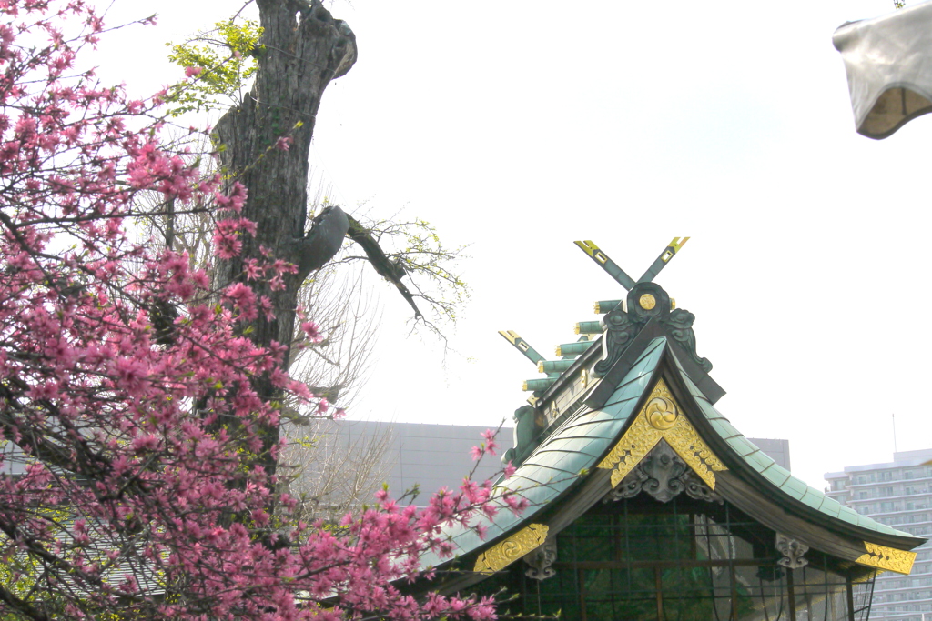 素戔嗚神社の菊桃と千木と鰹木が女神様のお社もあります