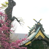 素戔嗚神社の菊桃と千木と鰹木が女神様のお社もあります