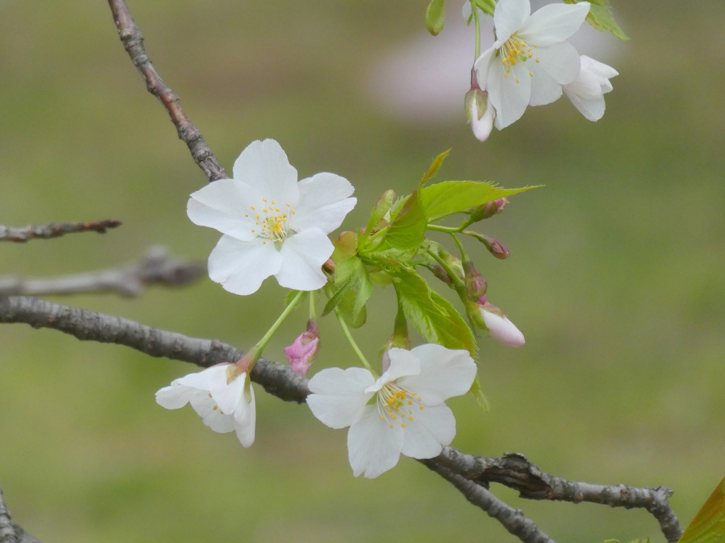 小石川植物園の山越桜