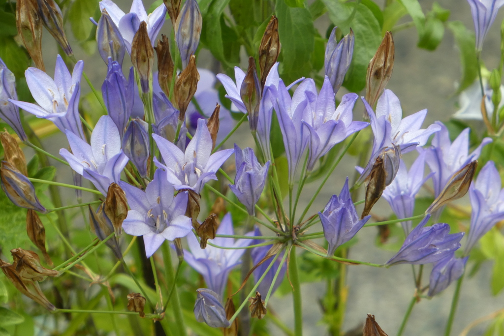 トリテレイア参考に