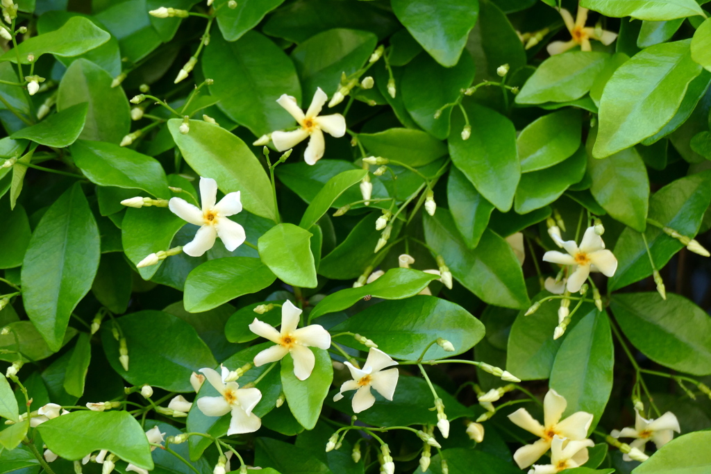 街路によく見かけたが最近は少ないテイカカズラ