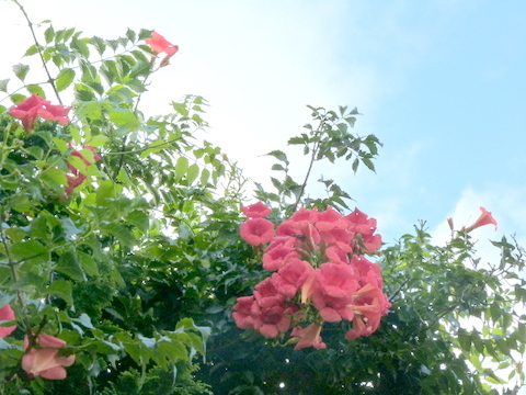 アメリカノウゼンカズラと