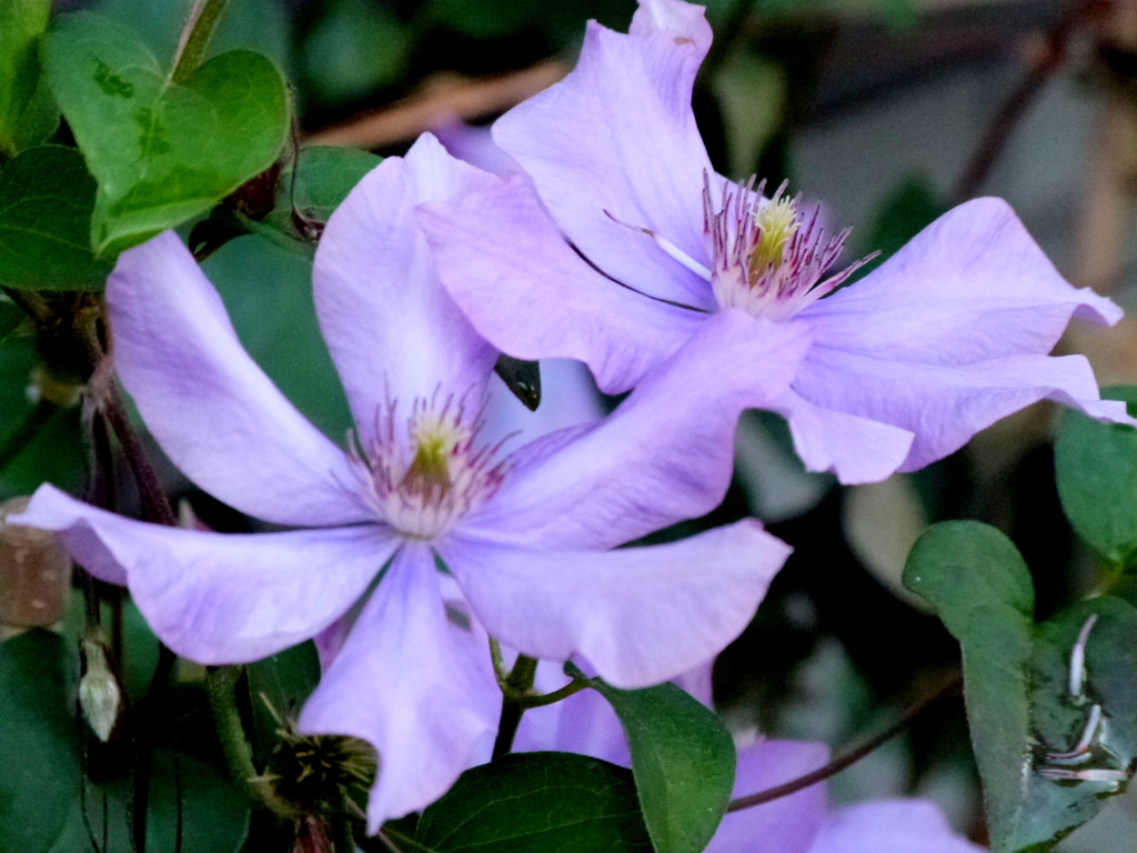 テッセンクレマチス