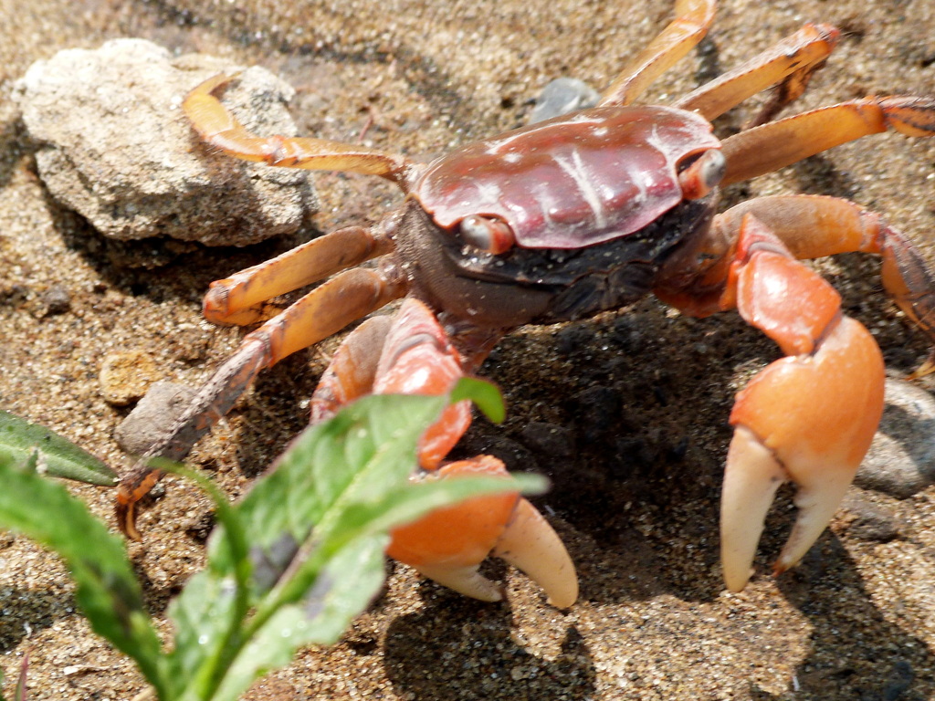 河原にべンケイガニ