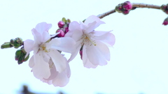 向島長命寺近くに咲く英国アーコレード