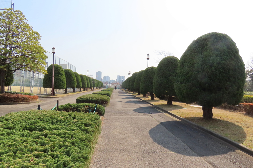 荒川自然公園のハイビャクシンと仕立てたカイズカイブキの通路