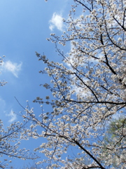 尾久の原公園の染井吉野と空の雲