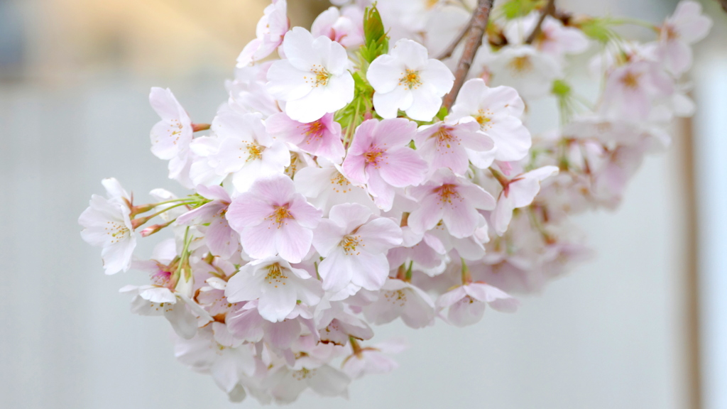 満開になるとピンクが混じる特徴の大島桜