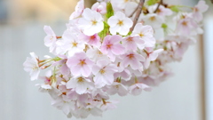 満開になるとピンクが混じる特徴の大島桜