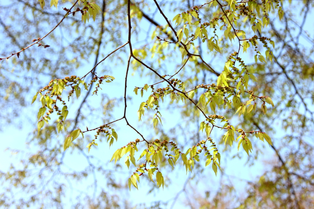 尾久の原の欅の芽ぶき