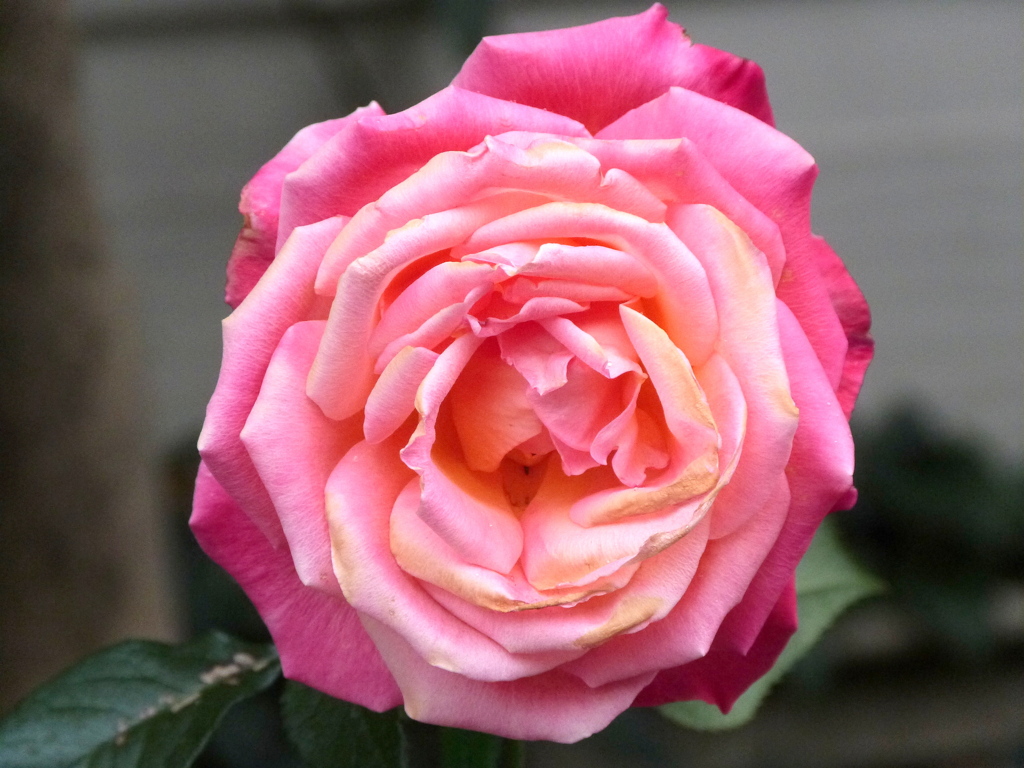 正面を向いたピンクの薔薇