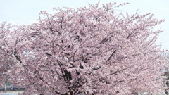 南千住隅田川土手のオオカンザクラが満開