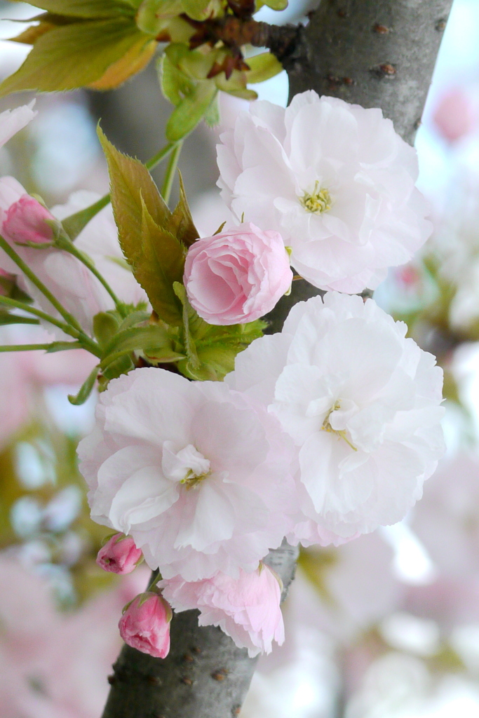 千住都民タワー土手上の一葉桜