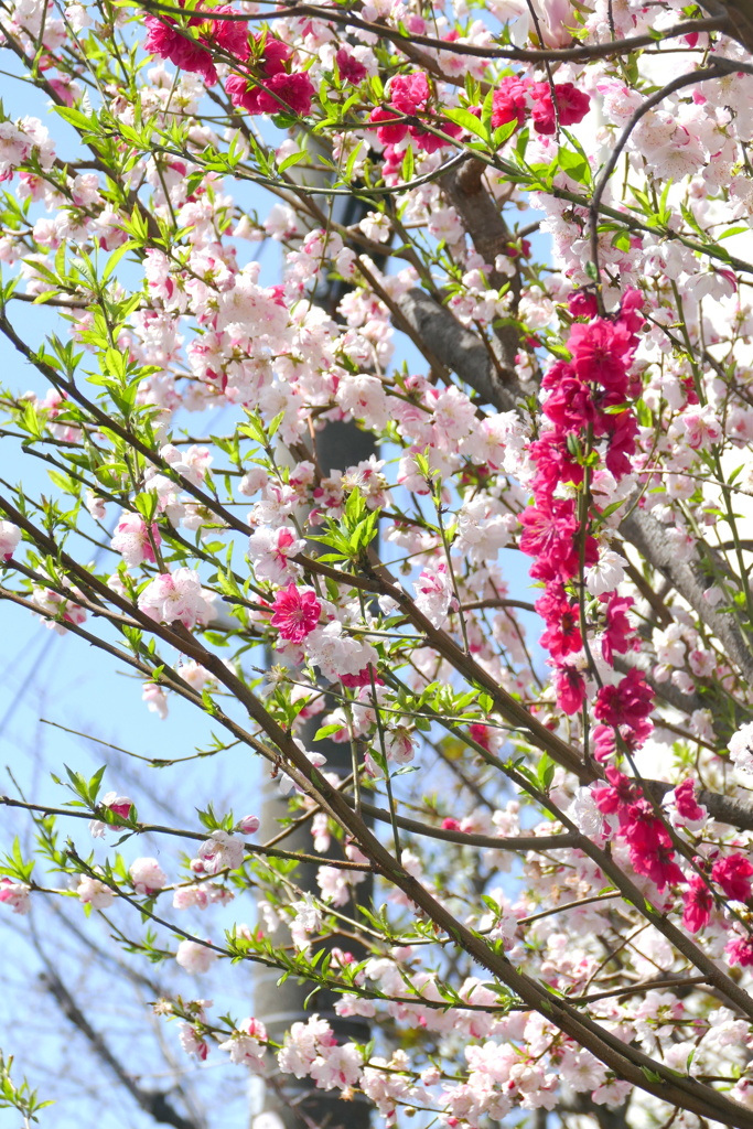 民家の前のげんぺいはなもも