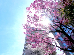 学校の門に映える満開の紅豊桜