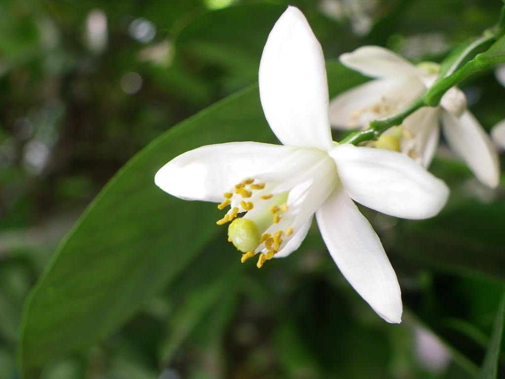 甘夏ミカンの花