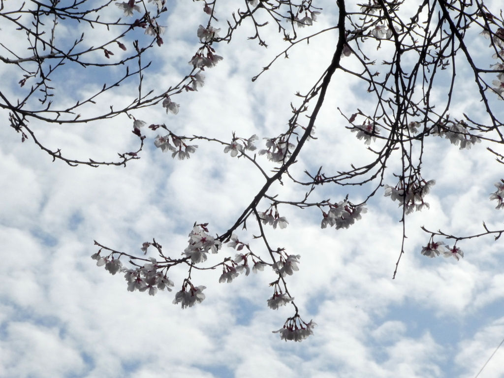 小彼岸桜と高積雲