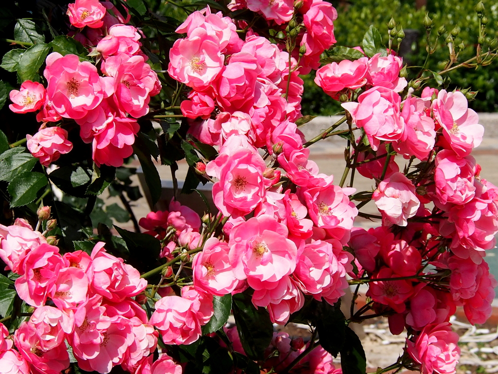 荒川遊園の薔薇・カクテル