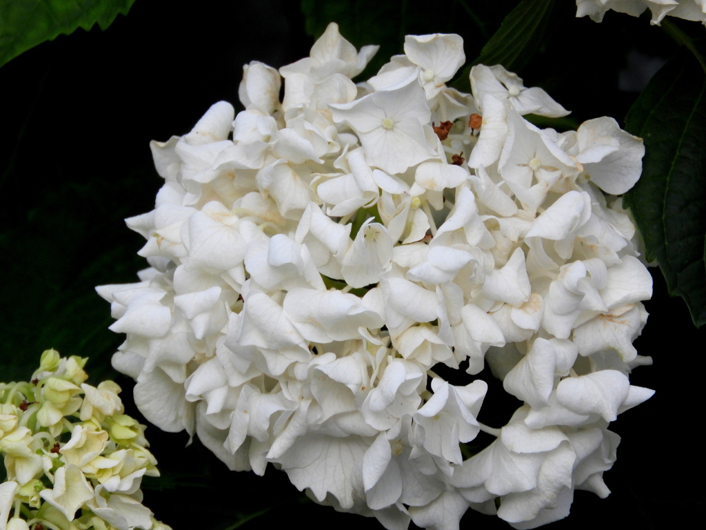 アナベルと違う白い紫陽花