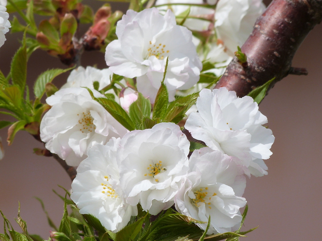 荒川堤五色桜の白い八重の雨宿桜