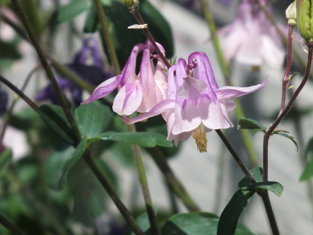 民家の薄パープルなセイヨウオダマキ