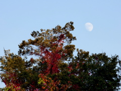 東京の紅葉と月